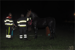 Prio 2 Dier te Water Paard Dykhuzen Gerkesklooster